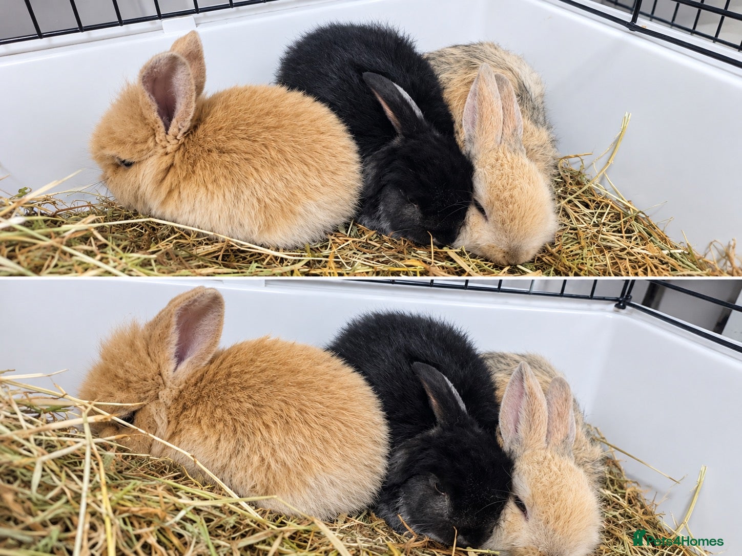 Mixed Breed rabbits for sale: Baby rabbits  - Advert 10