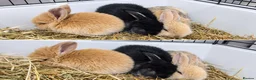 Mixed Breed rabbits for sale: Baby rabbits  in Middlesbrough - Advert 1