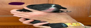 Bernese Mountain Dog 5