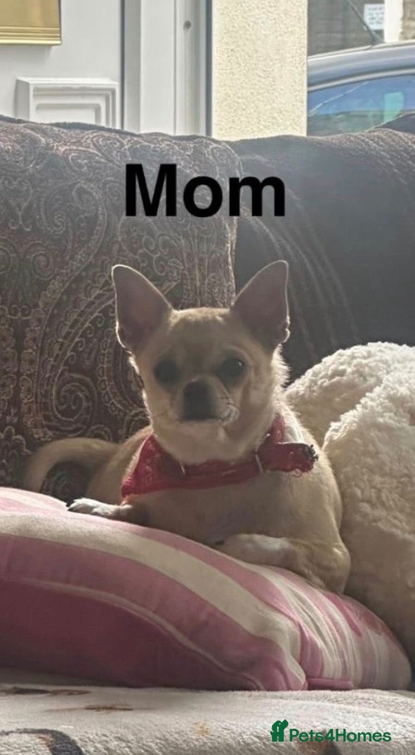 Chihuahua dogs Beautiful Chihuahua Puppies Ready Soon - Advert 14
