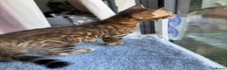Bengal cats for sale: 💕Rosetted bengal kittens 💕 - Advert 25