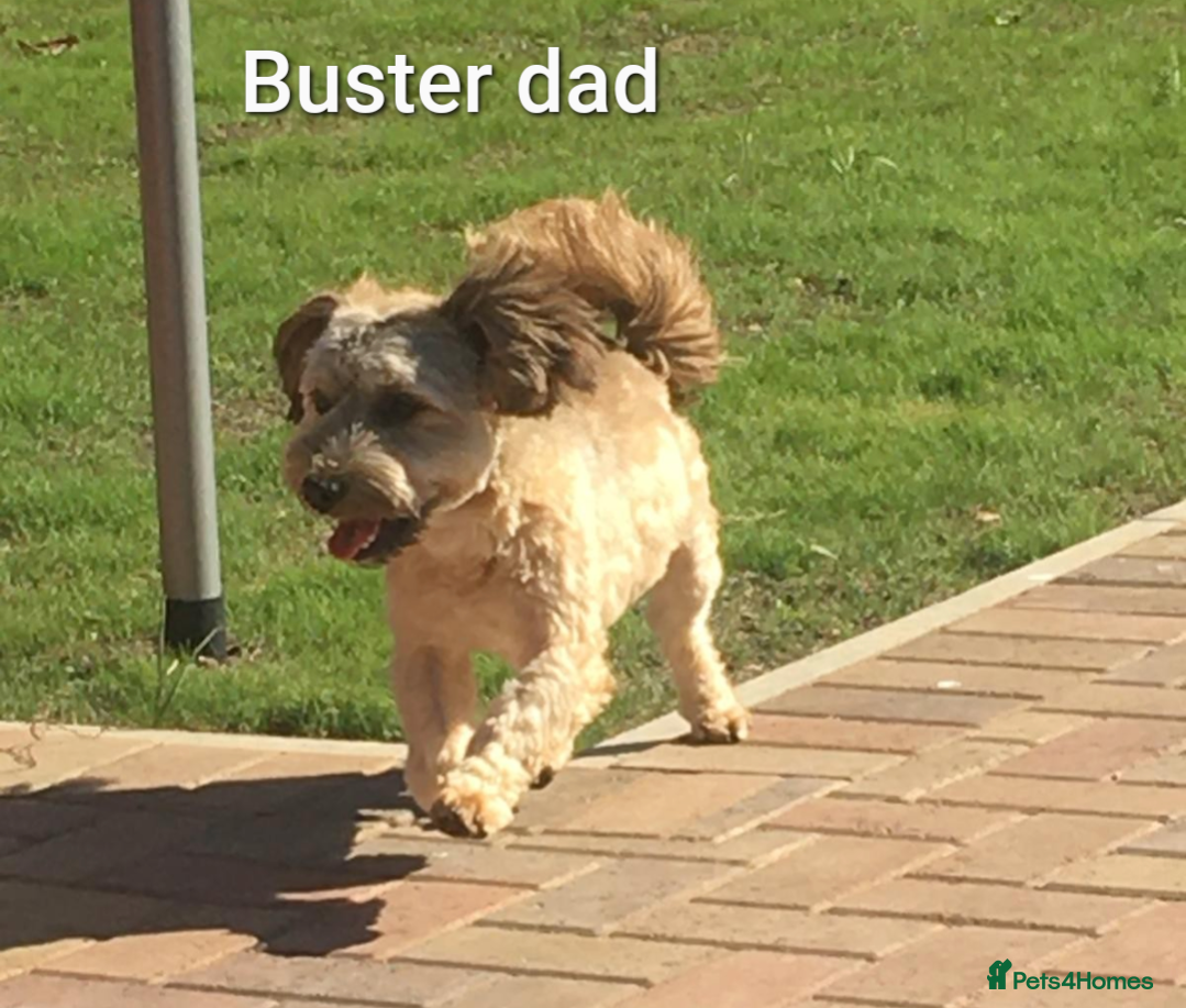 Havanese dogs for sale: Outstanding Purebred Havanese Boys  - Advert 4
