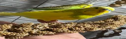 Budgerigars birds for sale: Exhibition budgies (bonded pair) - Advert 2