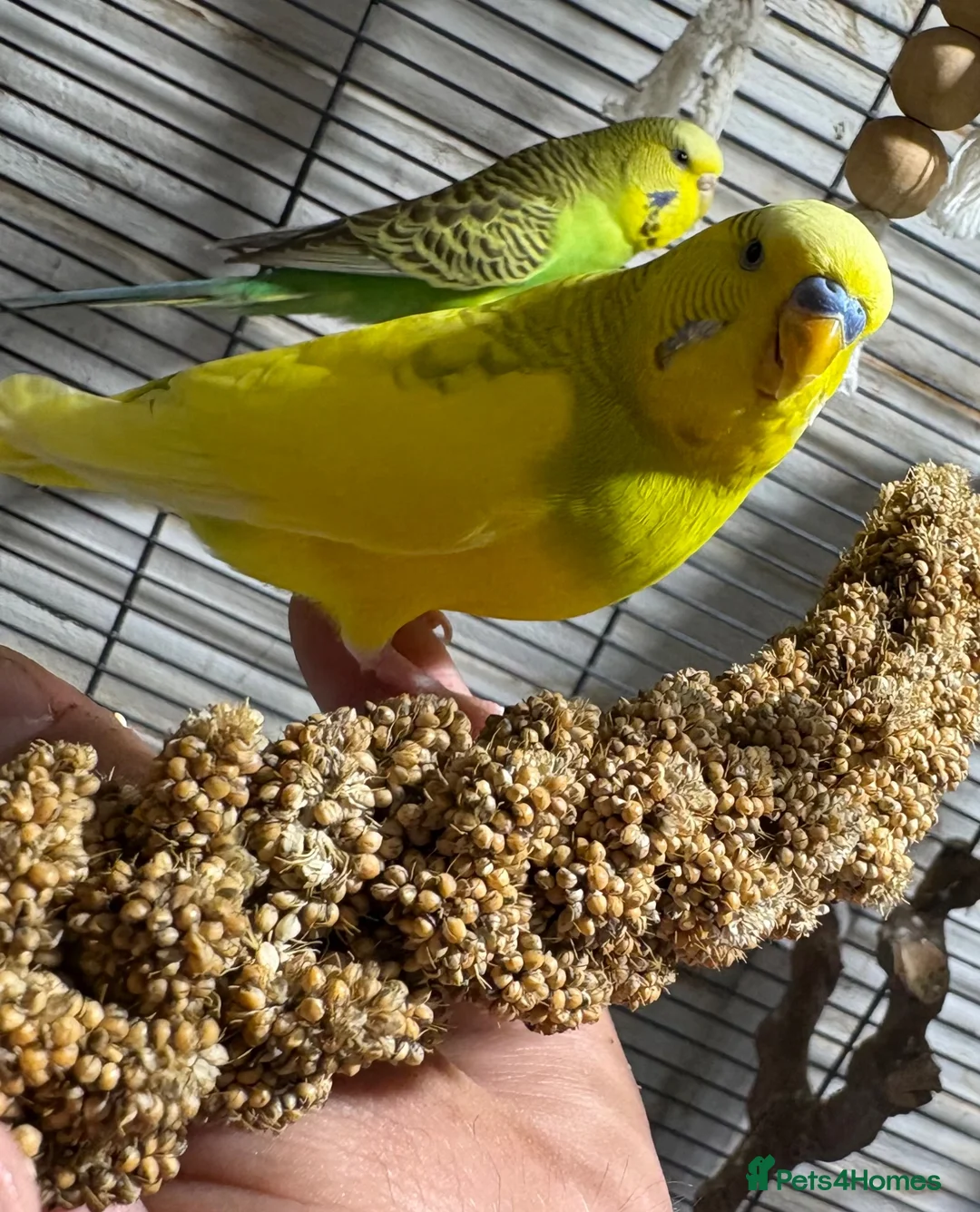 Budgerigars birds for sale: Exhibition budgies (bonded pair) - Advert 2