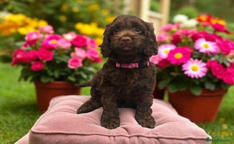 Cockapoo dogs - Advert 4