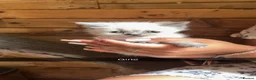 Ragdoll cats for sale: Stunning Ragdoll kittens  - Advert 7