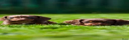 Miniature Dachshund dogs for sale: Miniature dachshunds 💖 boys  - Advert 2