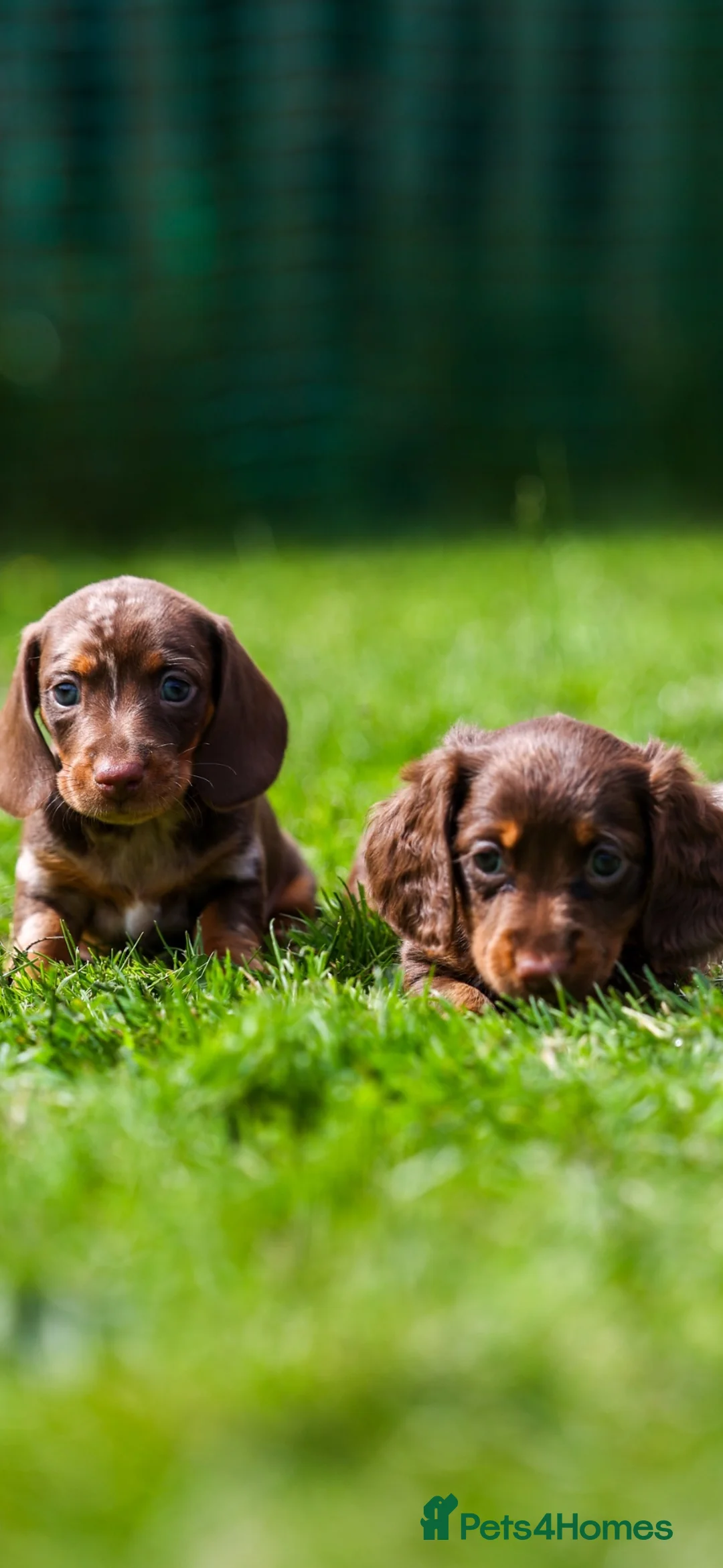 Miniature Dachshund dogs for sale: Miniature dachshunds 💖 boys  - Advert 2