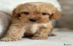 Cockapoo dogs for sale: F1 cockapoo puppies PRA TESTED - Image 1