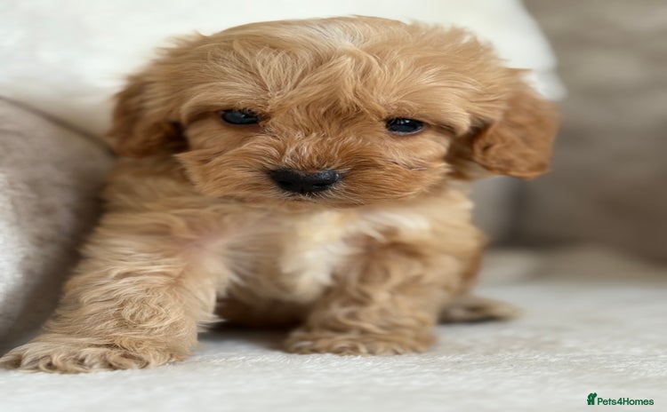 Cockapoo dogs - Advert 3