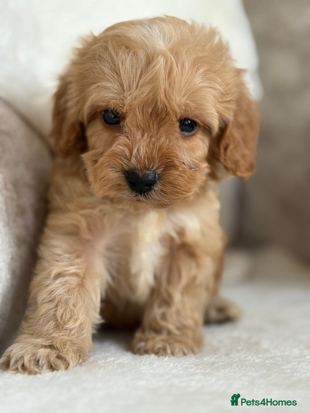 Cockapoo dogs for sale: F1 cockapoo puppies PRA TESTED - Image 1