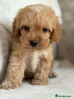 Cockapoo dogs - Advert 12