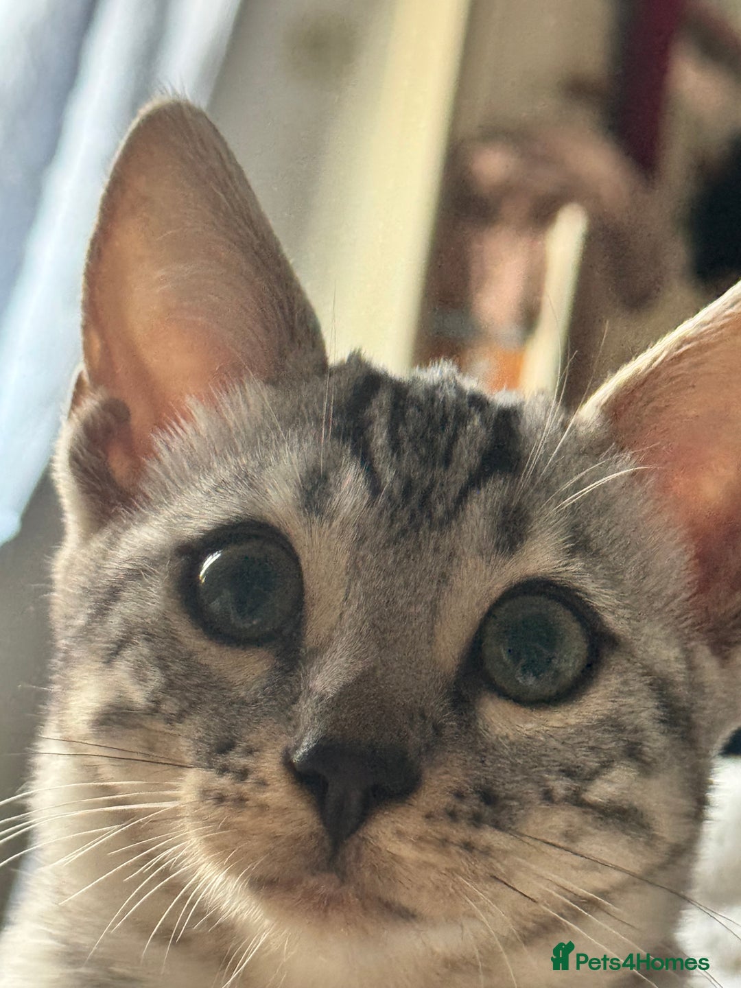 Bengal cats for sale: Tica registered beautiful kittens - Advert 17