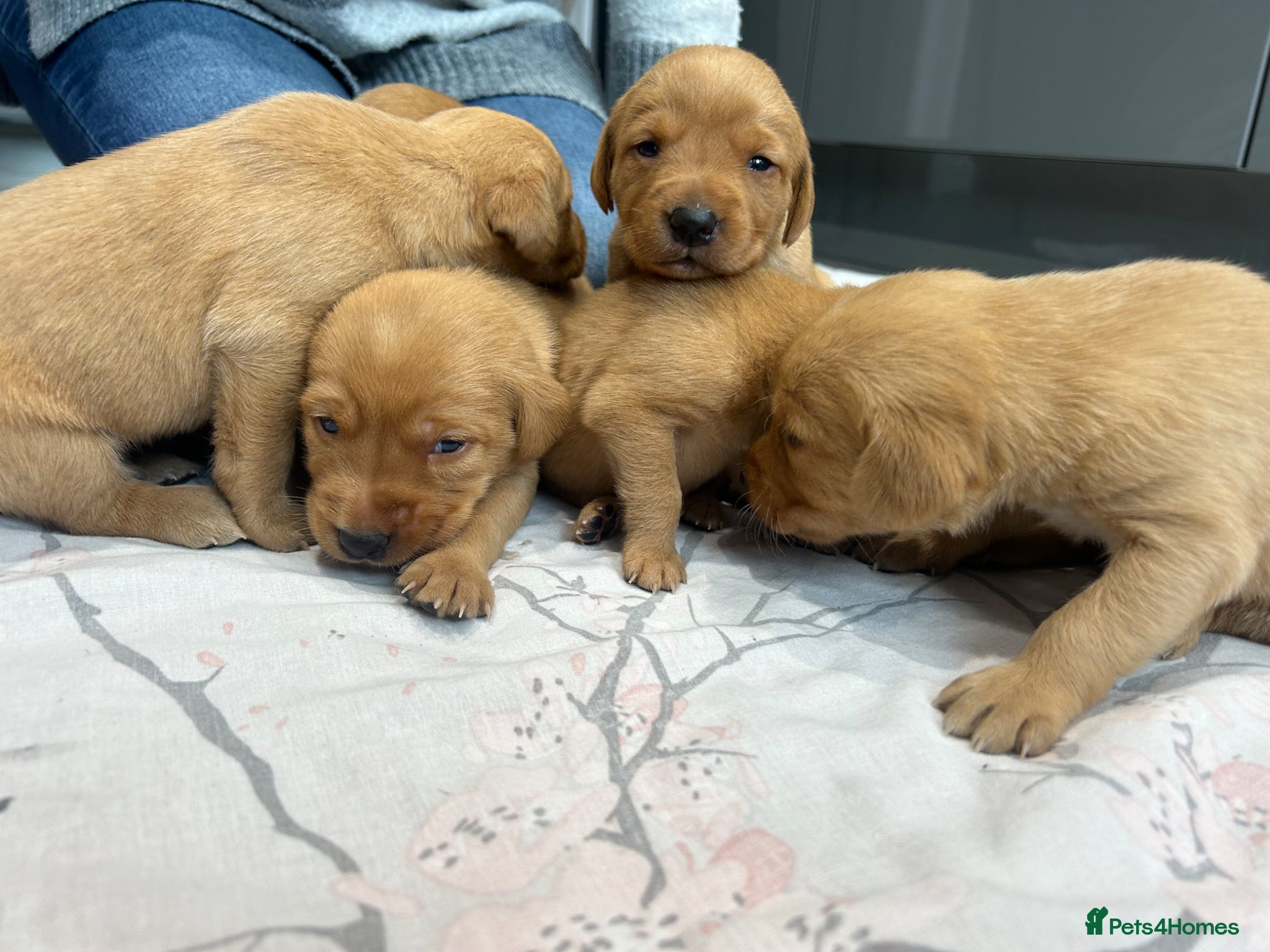 Labrador Retriever dogs Beautiful fox red Labrador puppies for sale - Advert 2
