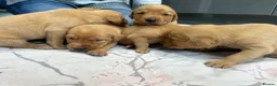 Labrador Retriever dogs for sale: Beautiful fox red Labrador puppies for sale in Gloucester - Advert 10