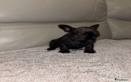 Mixed Breed dogs for sale: Rare Frenchie and Yorkie Mix litter - Image 9