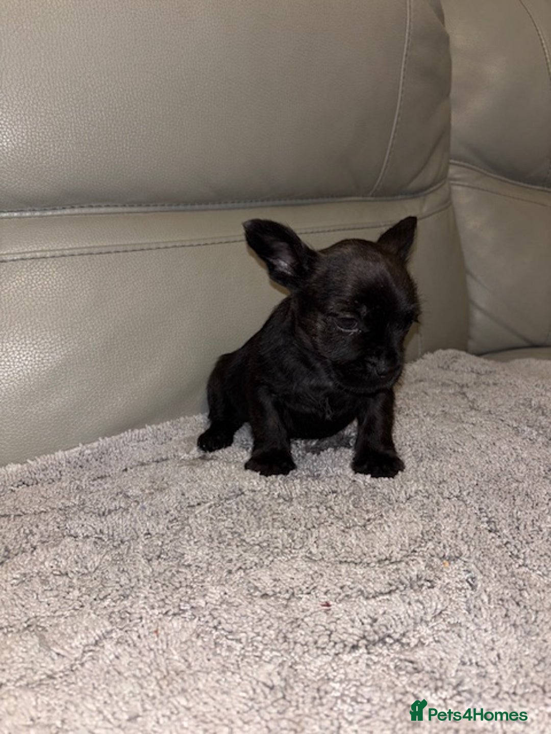 Mixed Breed dogs for sale: Rare Frenchie and Yorkie Mix litter - Image 9