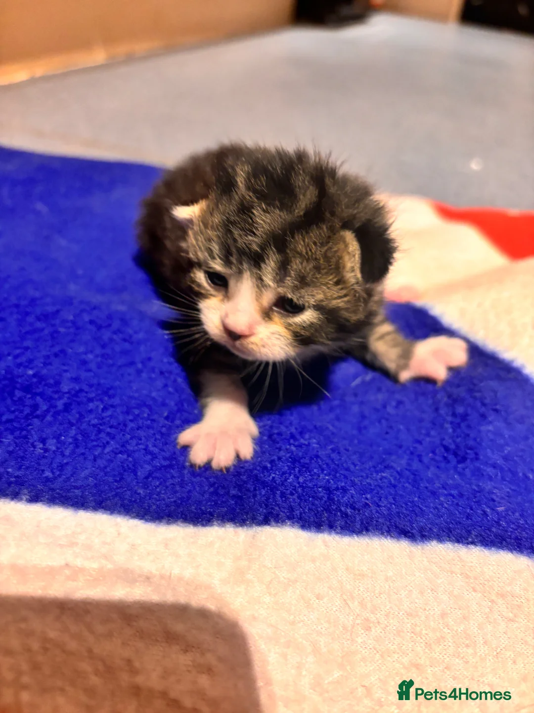 Mixed Breed cats for sale: Beautiful 5 fluffy kitten  in Hook - Advert 14