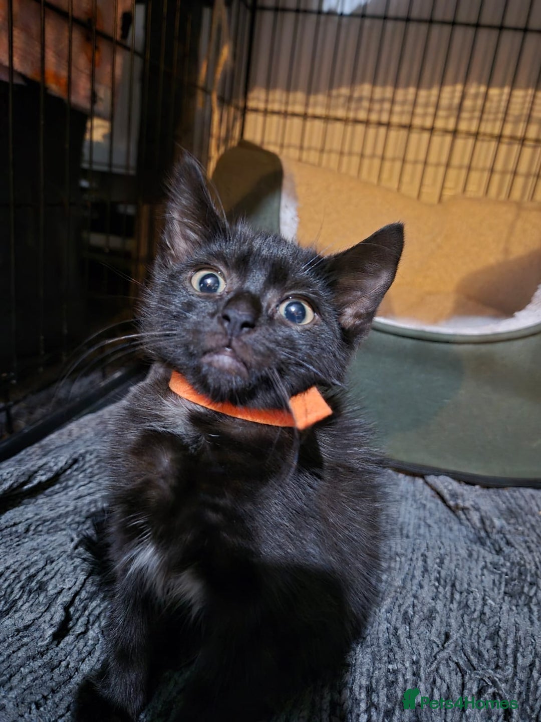 Mixed Breed cats for sale: Adorable black kittens for sale  - Image 24