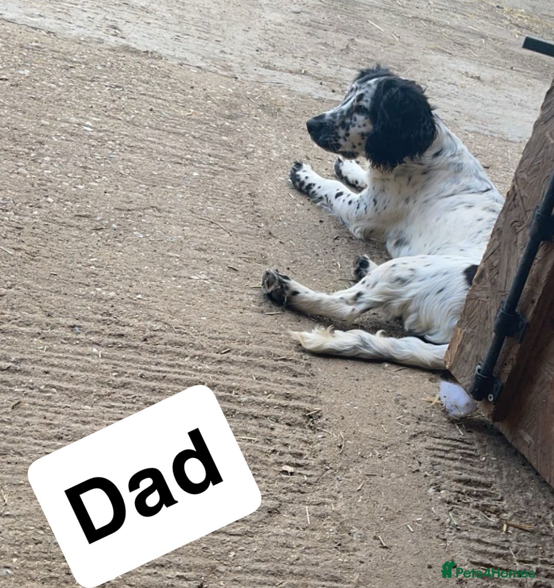 Cocker Spaniel dogs for sale: Male working cocker spaniel for sale  - Image 6