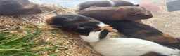 Guinea Pig rodents for sale: Young Male guinea pigs ready to leave soon  - Advert 7