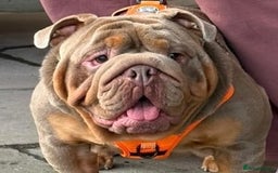 English Bulldog dogs for stud: Fully Suited Lilac & Tan  - Image 2