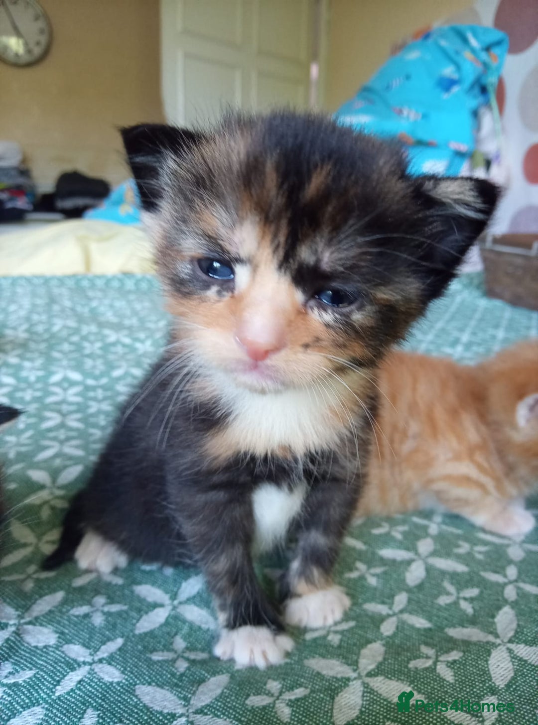 Mixed Breed cats for sale: 6 Gorgeous Kittens Looking for Forever Homes  - Image 13
