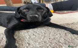 Labrador Retriever dogs for sale: Black Lab - Image 2