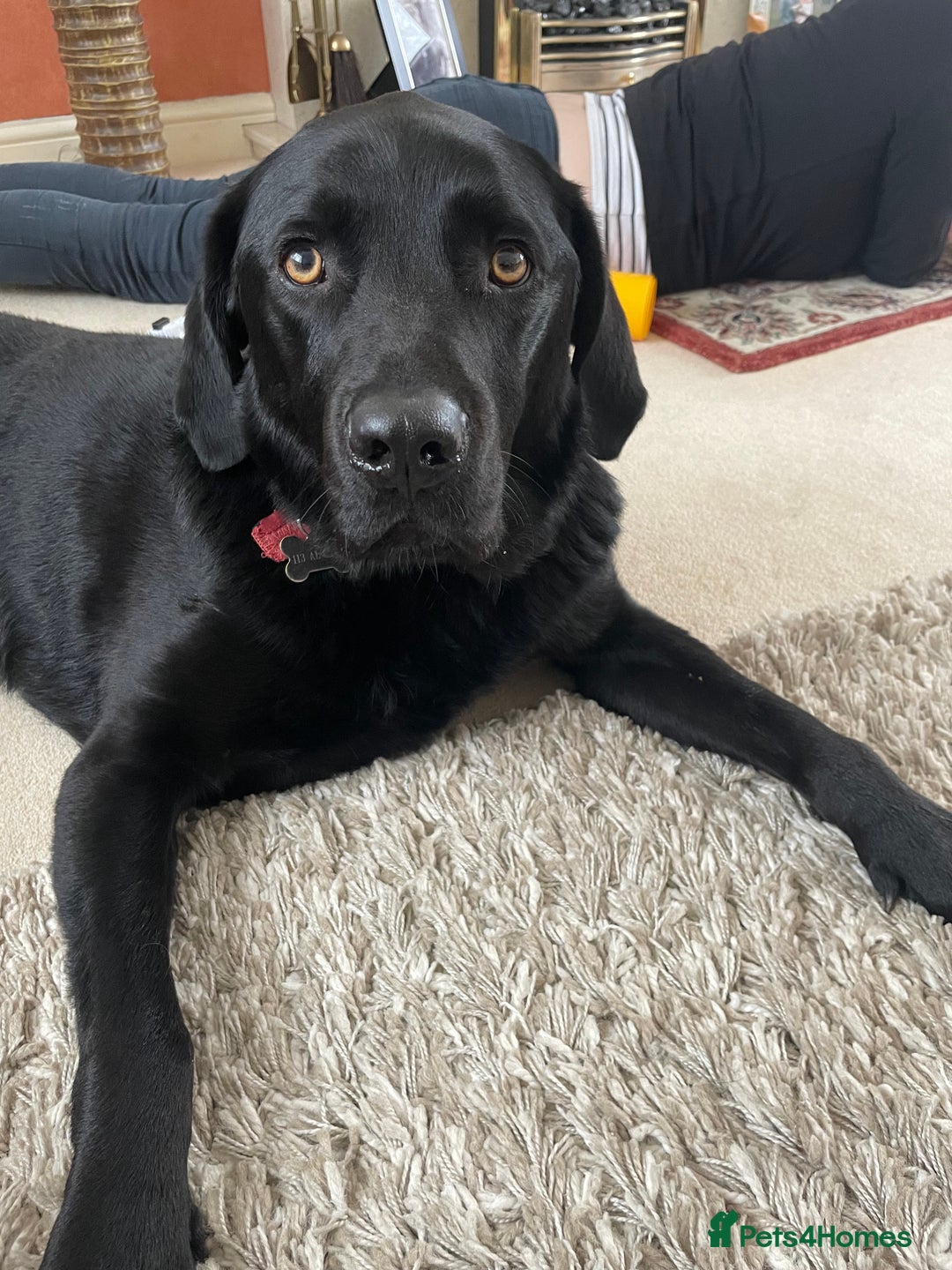 Labrador Retriever dogs for sale: Black Lab - Image 2
