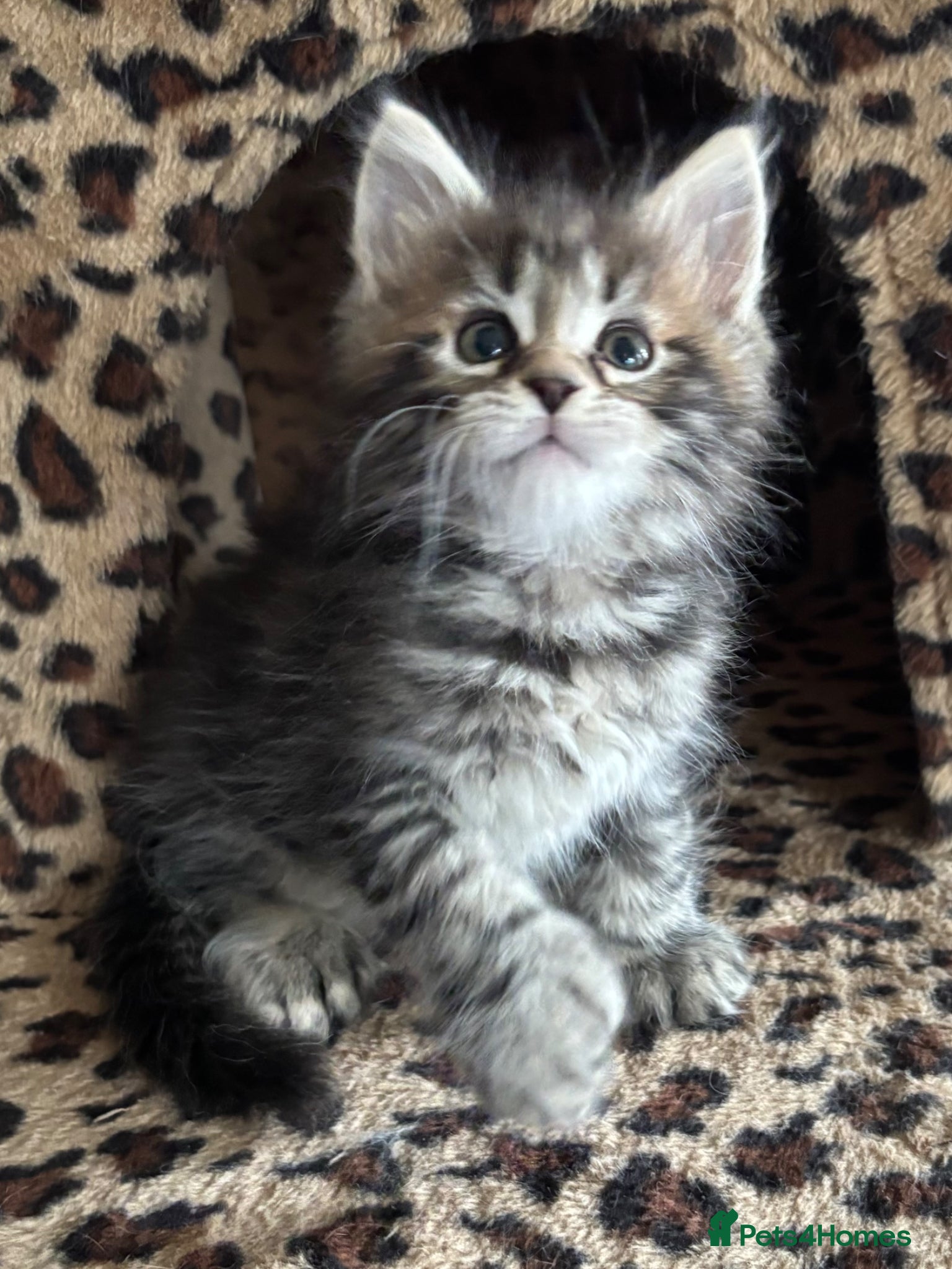 Maine Coon cats Tica registered polydactyl Maine coons  - Advert 15