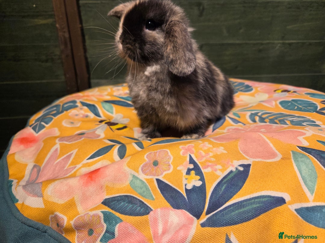 Mini Lop rabbits for sale: 3 Beautiful minilops available 2 males 1 female - Image 16