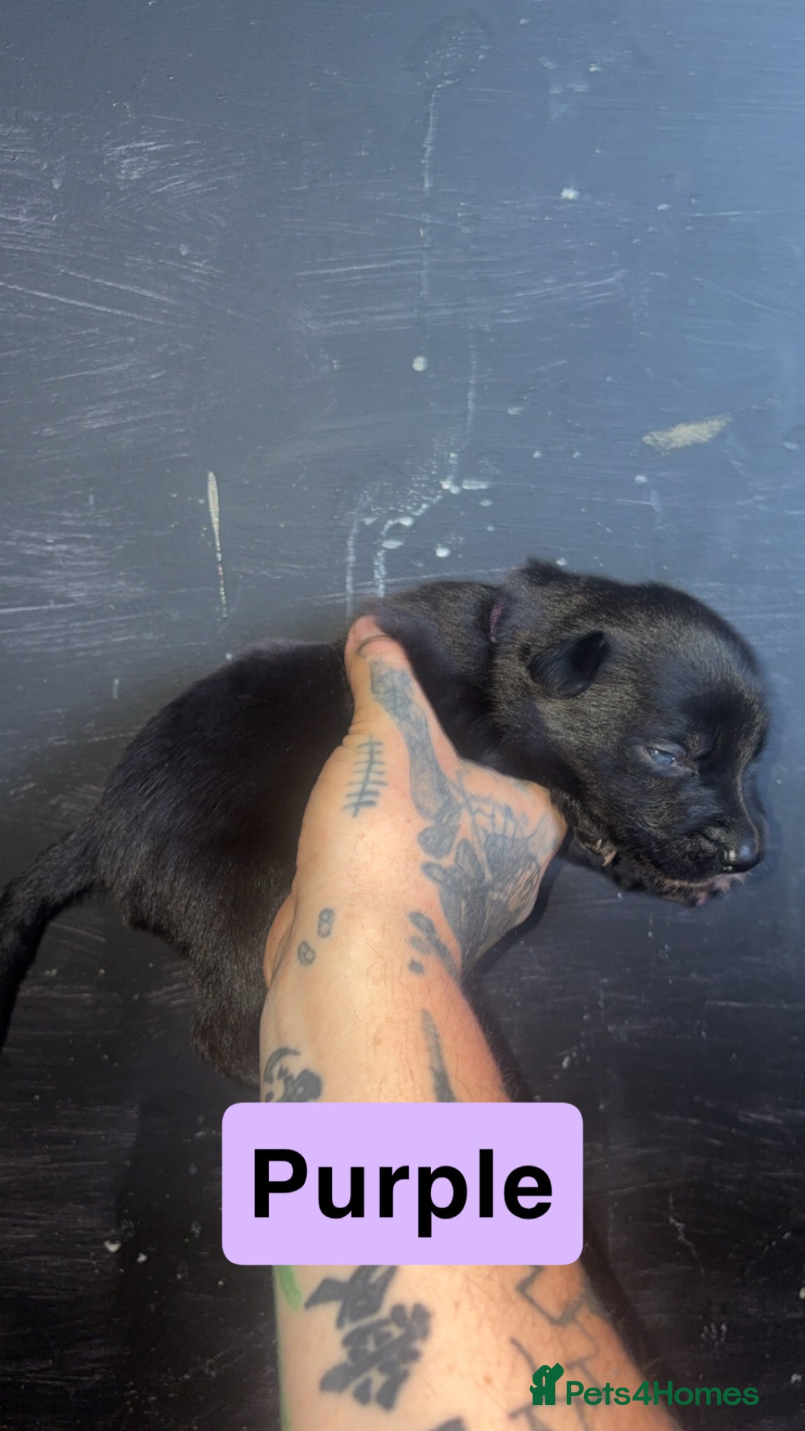 Mixed Breed dogs for sale: Mali X collie puppies - Advert 10