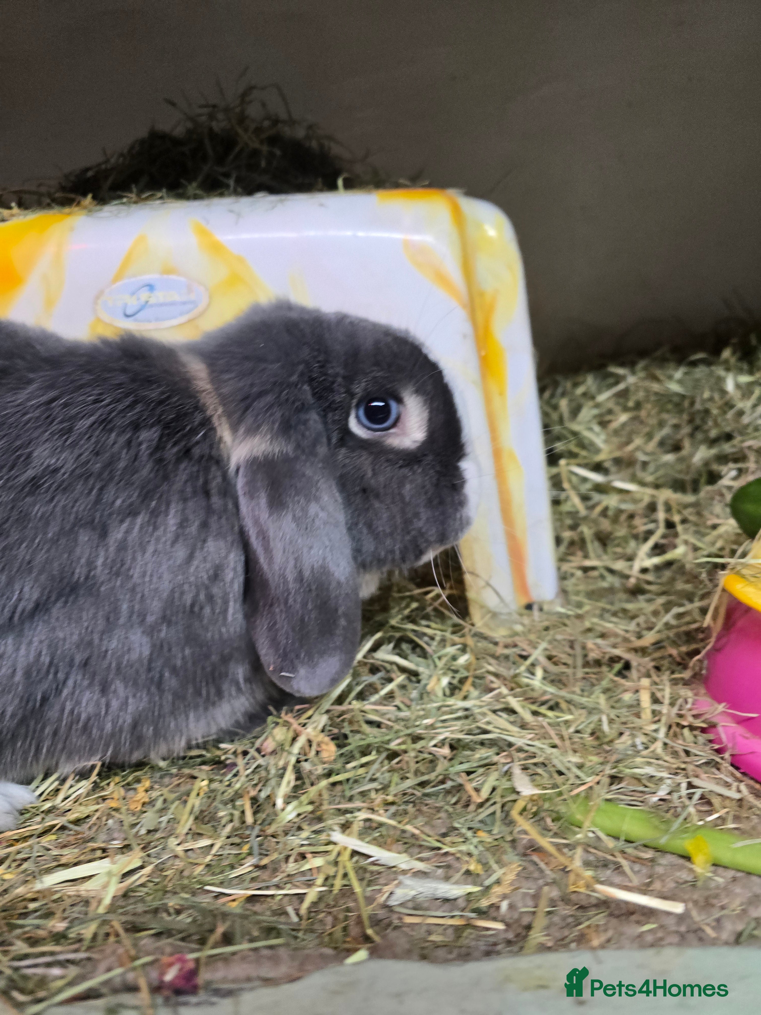 Mixed Breed rabbits Trio 1 male rabbit 2 girls vaccinated Neutered - Advert 1