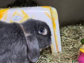 Mixed Breed rabbits Trio 1 male rabbit 2 girls vaccinated Neutered - Advert 1