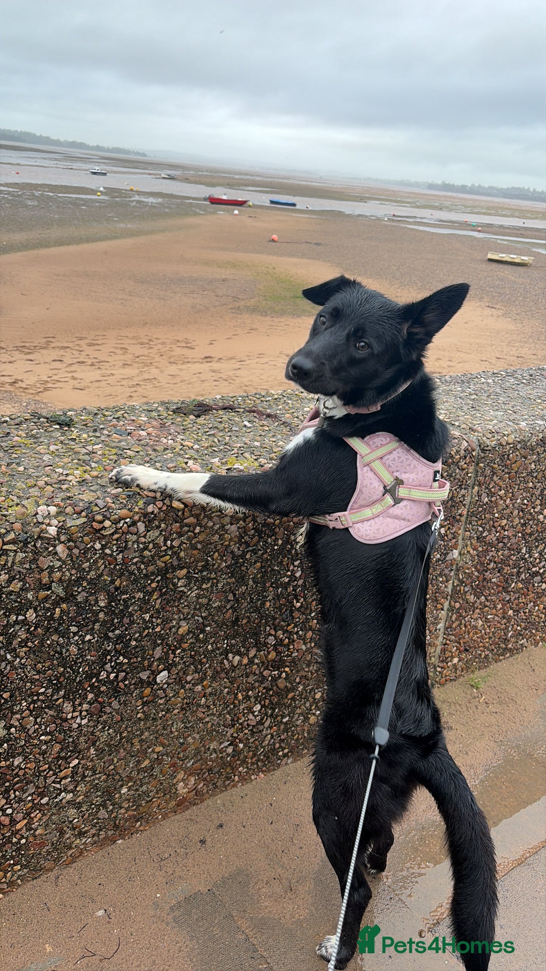 Border Collie dogs for sale: Meet Bow  - Advert 2