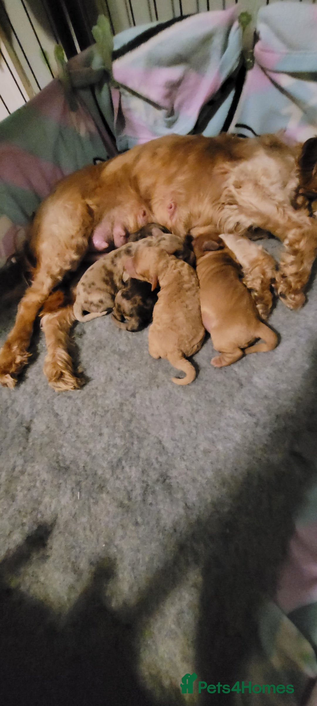 Cockapoo dogs for sale: F3b Merle Cockapoos - Image 3