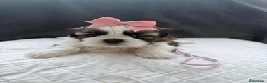 Shih Tzu 3