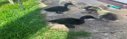 Ducks poultry for sale: Ducklings, goslings and chicks  - Advert 5