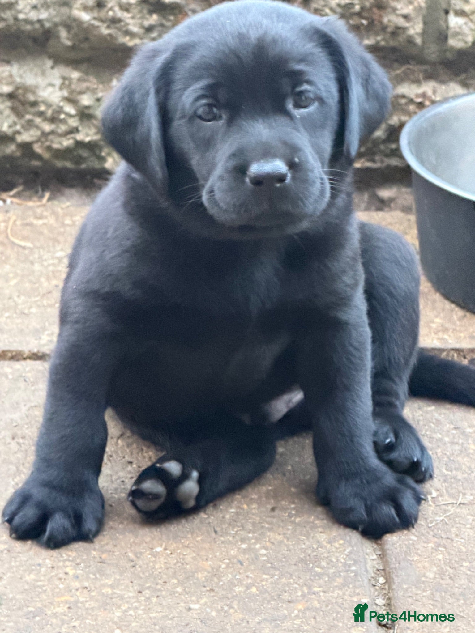 Labrador Retriever dogs 6 KC registered black Labrador puppies. 🐾 🐾 🐾  - Advert 1