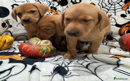 Labrador Retriever dogs for sale: Labrador pups - Image 2