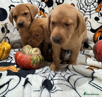 Labrador Retriever dogs - Advert 10