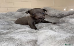 Whippet dogs for sale: Solid Blue KC Whippet Puppies - Image 3
