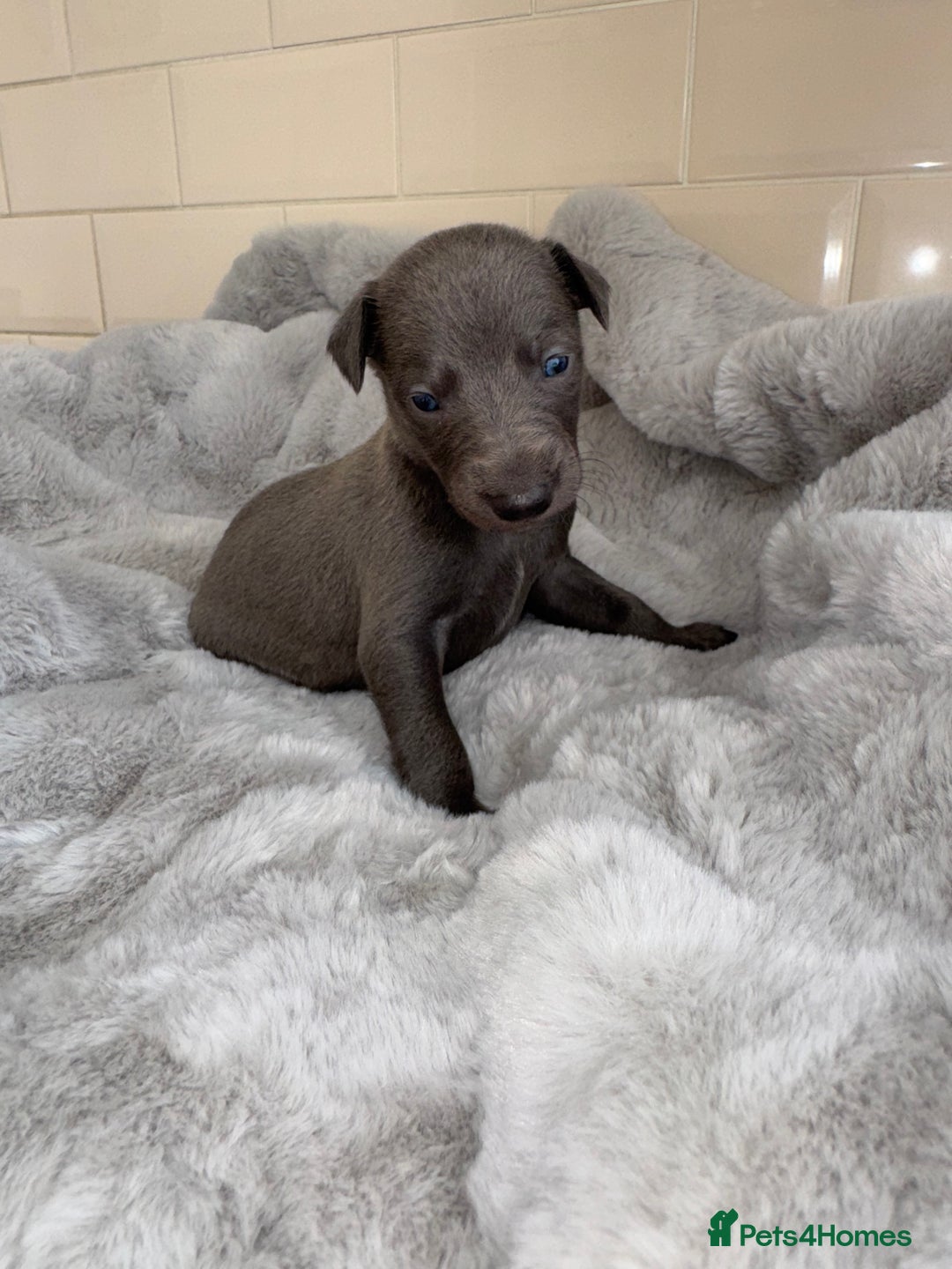 Whippet dogs for sale: Solid Blue KC Whippet Puppies - Image 3