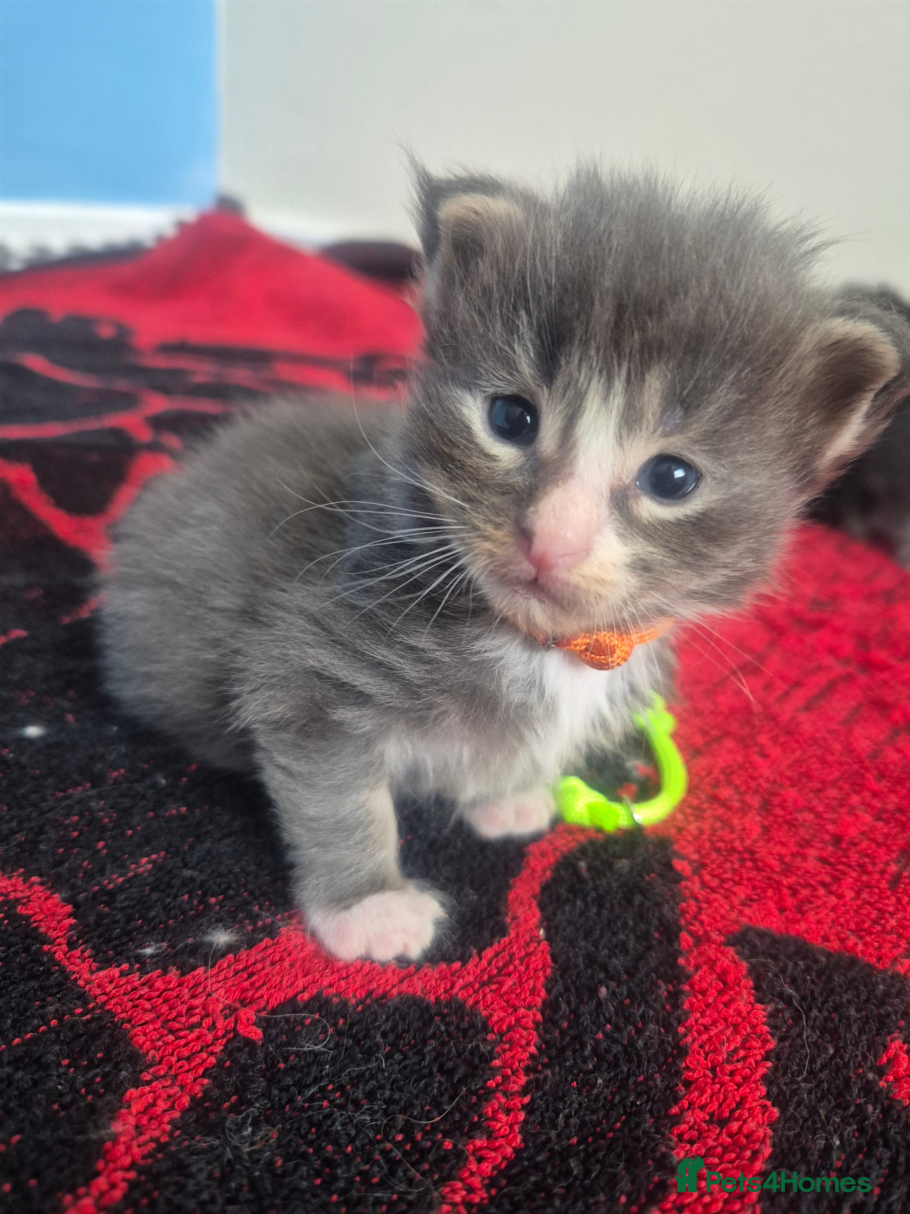 Maine Coon cats Stunning Maine Coons for sale must see 🥰 - Advert 2