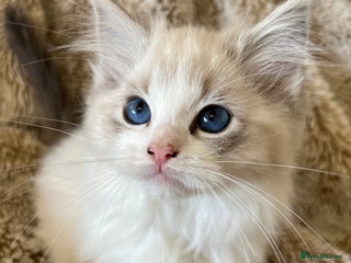 Ragdoll cats GCCF Registered Ragdoll Kittens - Advert 4