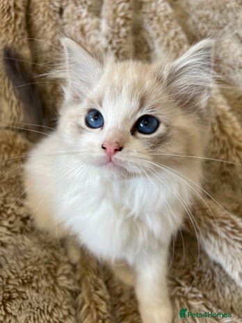 Ragdoll cats GCCF Registered Ragdoll Kittens - Advert 3