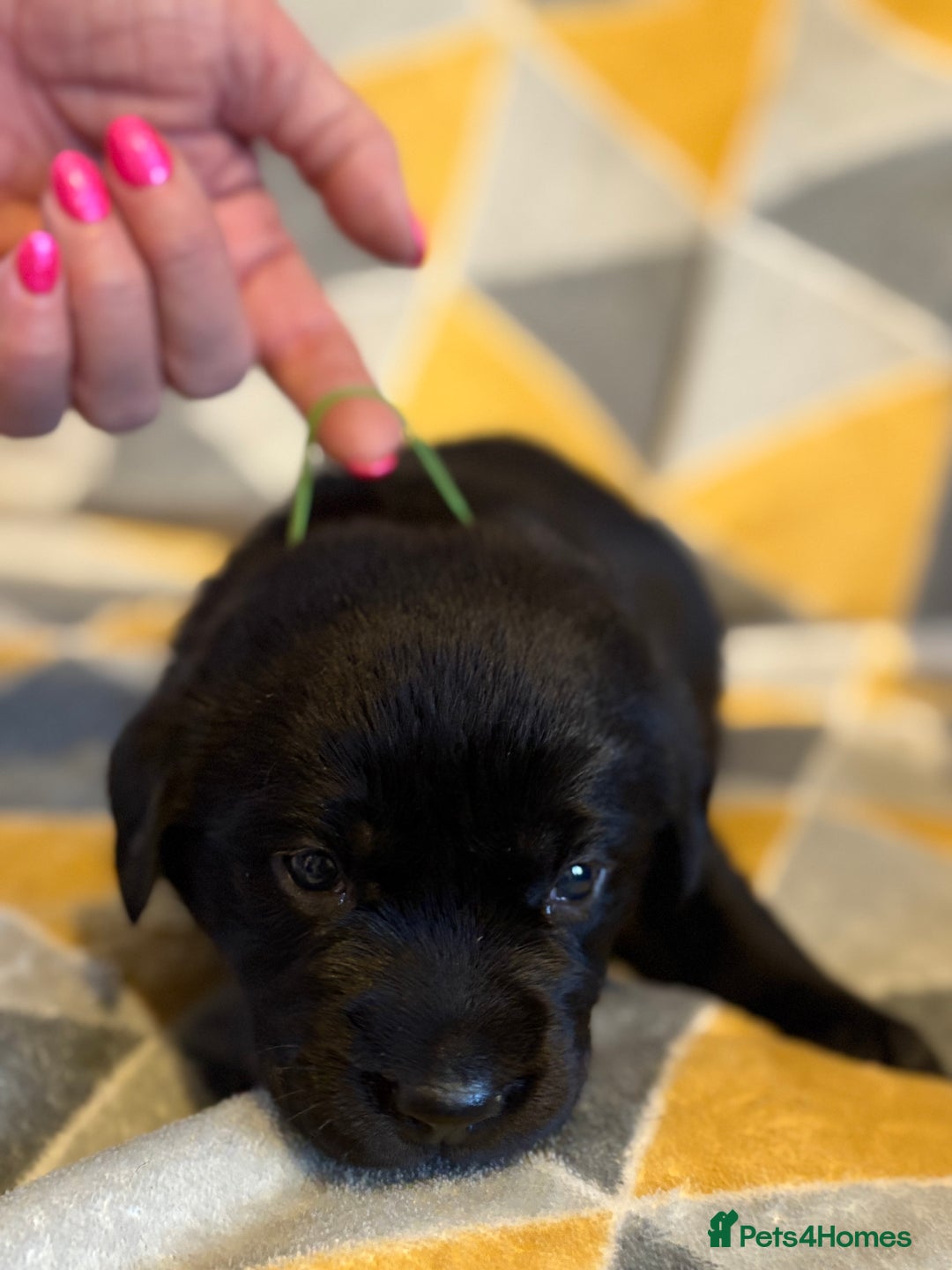 Labrador Retriever dogs for sale: Labrador puppies  - Advert 4