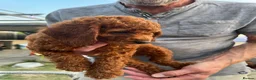Cockapoo dogs for sale: 1 beautiful red home raised cockapoo av. 2 weeks - Advert 20