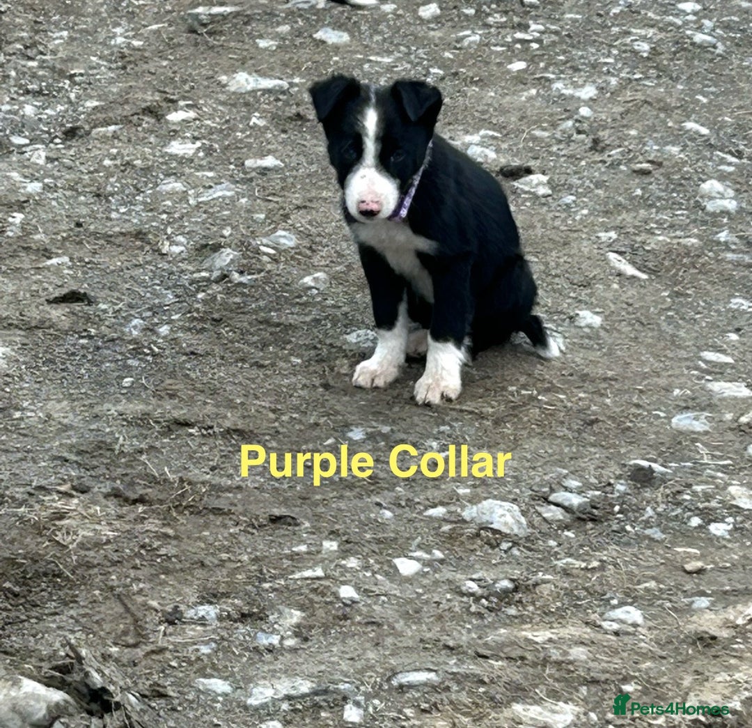 Border Collie dogs for sale: Gorgeous Border Collie pups - Image 4