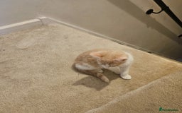 Mixed Breed cats for sale: Beautiful kitten  - Image 3